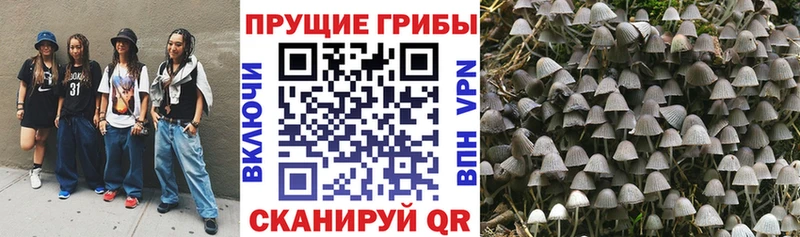 Купить закладки  Добрянка  Псилоцибиновые грибы Psilocybe 